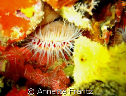 Flaming Scallop using only a flashlight on a night dive t... by Annette Frantz 